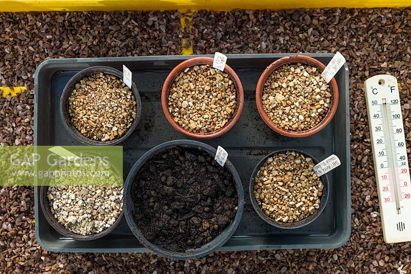 Propagator interior with pots of freshly sown seed immersed in tepid water to soak compost thoroughly.