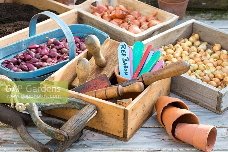 Springtime potting bench scene with trays of shallots and onion sets, hand tools,labels and other gardening items.