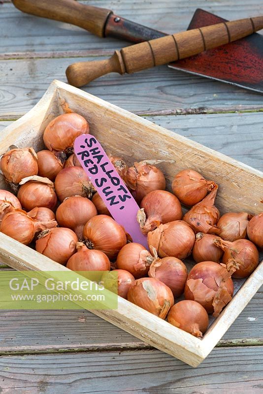 Shallots - 'Red Sun', in tray ready for planting
