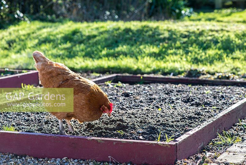 Pet hen, being allowed to forage in raised bed prior to sowing, England, February.