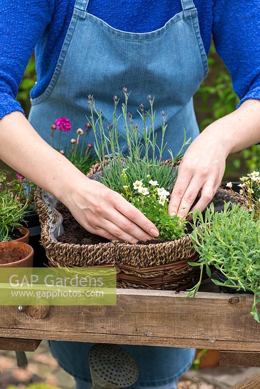 Planting a May hanging basket. Step 5: planting a mossy clump of Saxifraga 'White Star'.