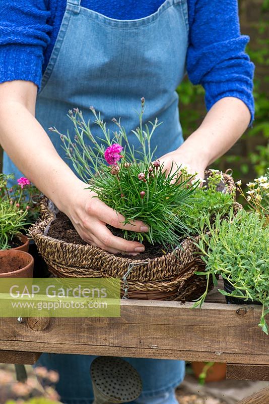 Planting a May hanging basket. Step 6: planting a clump of sea thrift, Armeria 'Armada Rose'