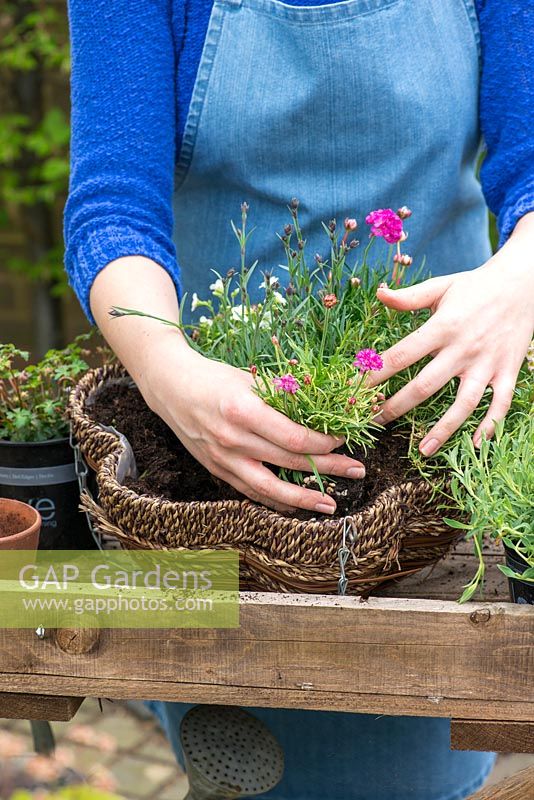Planting a May hanging basket. Step 8: planting a clump of sea thrift, Armeria 'Nifty Thrifty'.