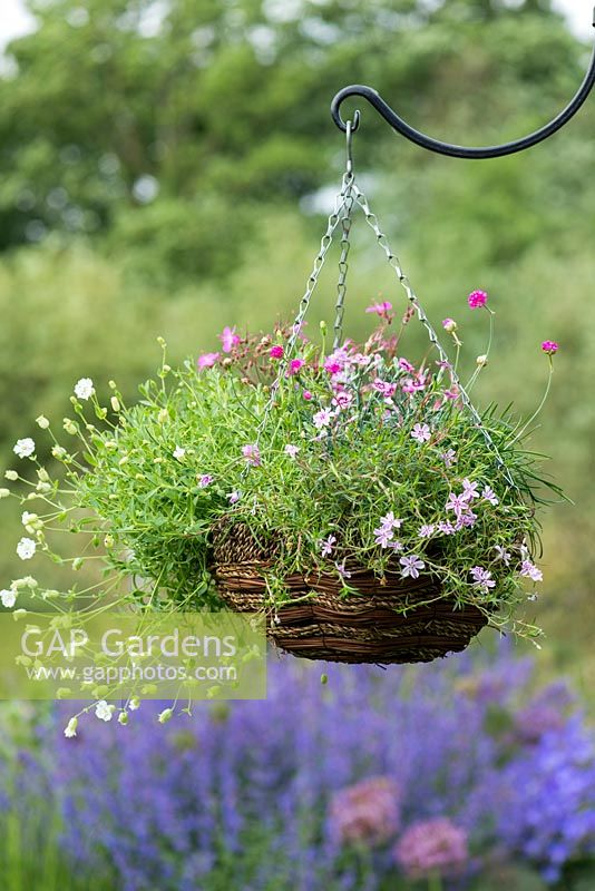 May hanging basket planted with alpine plants: moss phlox, sea campion, sea thrift, pinks, cranesbill and  mossy saxifrage.  Phlox subulata 'Tamaongalei', Silene maritima, Dianthus 'Pixie Star', Armeria maritima 'Armada Rose' and 'Nifty Thrifty', Geranium cantabrigiense 'Westray' and Saxifraga 'White Star'.