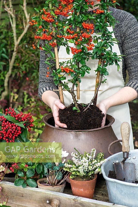 Planting an autumn pot with white flowers and red berried plants. Step 3: into the back of the pot, lower the tallest plant, the firethorn - Pyracantha coccinea