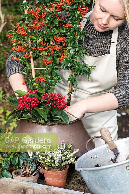 Planting an autumn pot with white flowers and red berried plants. Step 5: pack up the earth round the Skimmia japonica subsp. reevesiana
