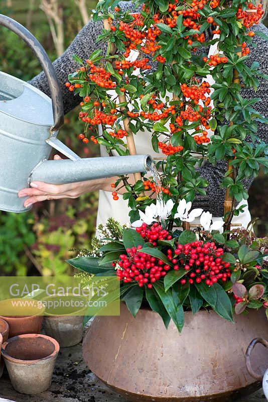 Planting an autumn pot with white flowers and red berried plants. Step 11: water thoroughly as winter winds can be very dehydrating, and this pot has a narrow top and will not catch sufficient rainfall.