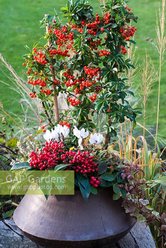 A copper pot in autumn planted with ivy, white cyclamen and heather, and red berried plants Skimmia japonica subsp. reevesiana, Pyracantha coccinea or firethorn, and Gaultheria procumbens or checkerberry.