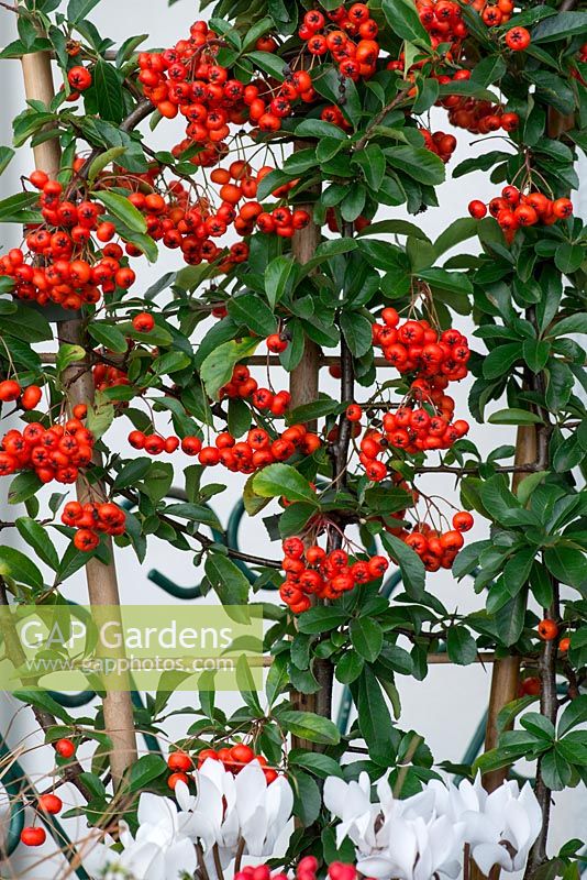 Pyracantha coccinea, firethorn, is an evergreen shrub that bears clusters of bright red berries in autumn. Is easily trained onto a cane support, wall or fence.