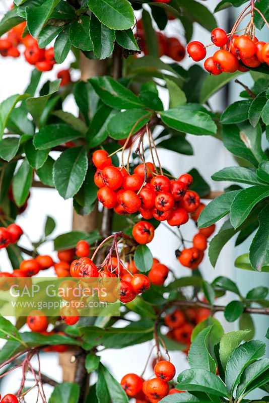 Pyracantha coccinea, firethorn, is an evergreen shrub that bears clusters of bright red berries in autumn. Is easily trained onto a cane support, wall or fence.