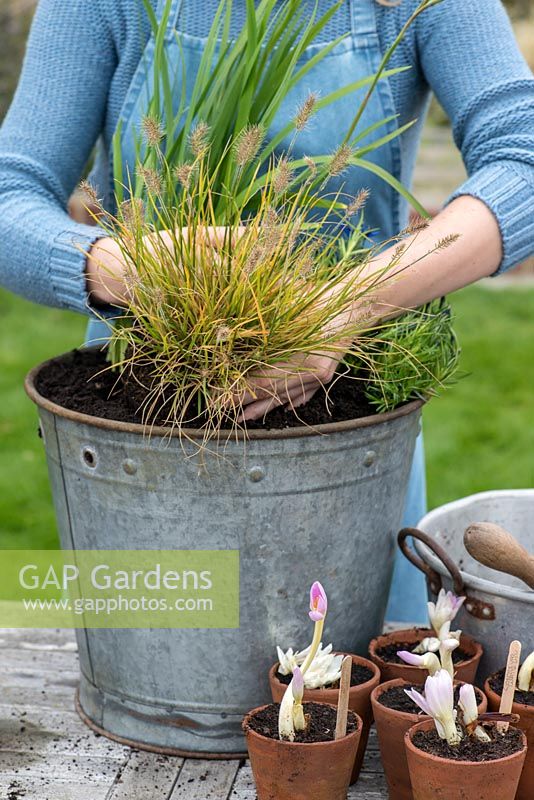 Planting an October Bucket. Step 6:  Plant the Pennisteum  alopecuroides, fountain grass, leaving a gap between the Schizostylis and the Gentium.