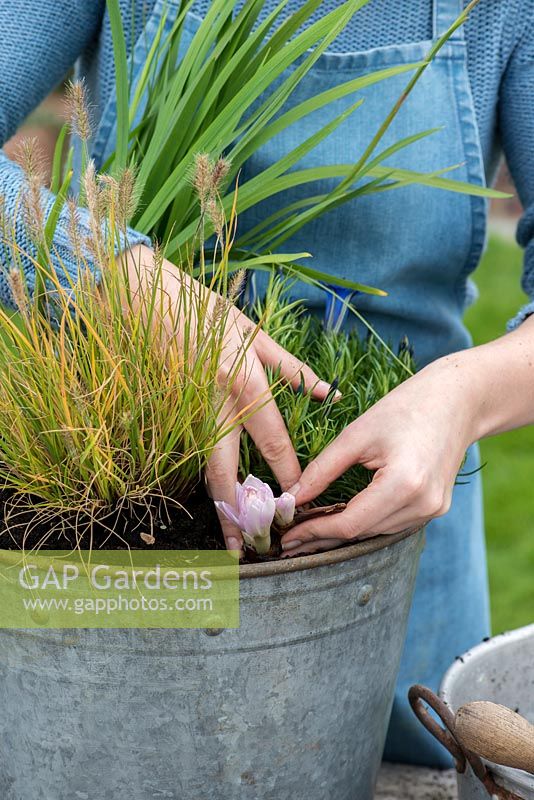 Planting an October Bucket. Step 7: Carefully plant the Colchicum, autumn crocus, bulbs in the gaps between the other plants.