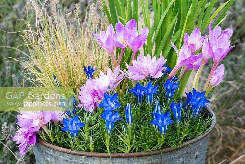 An October Bucket planted with Gentiana 'The Caley', Pennisetum alopecuroides, Colchicum 'Waterlily' and Colchicum speciosum.