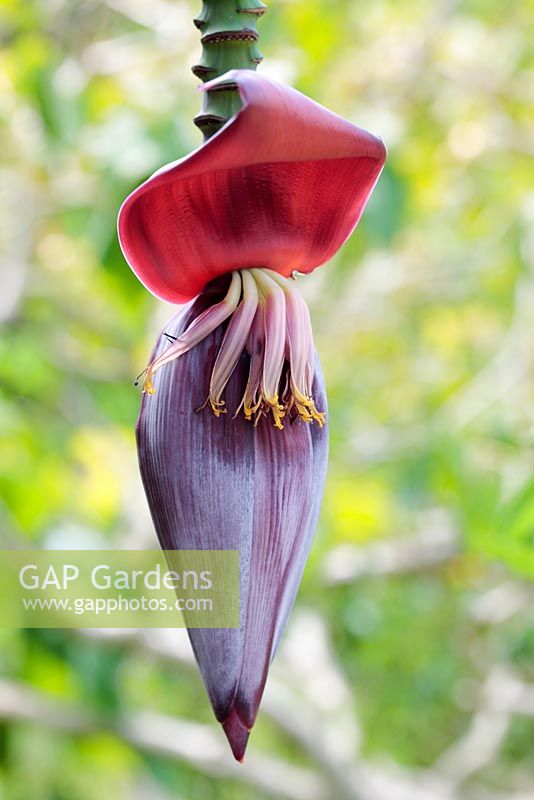 Musa - Banana Flower - Inflorescence, Cape Town, South Africa