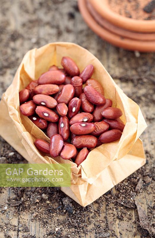 Phaseolus vulgaris - Runner Bean 'Lazy Housewife' seeds, Cape Town, South Africa