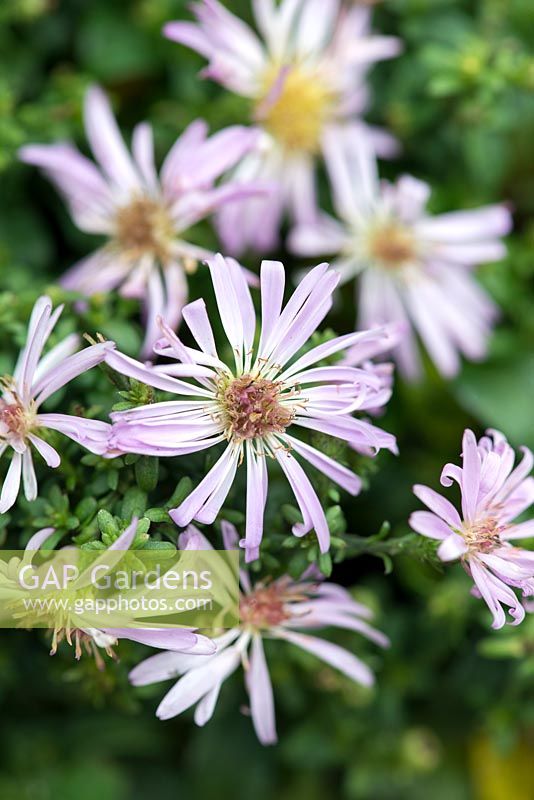 Aster novi-belgii 'Alice Haslam', a compact Michaelmas daisy bearing masses of tiny lilac flowers from early September