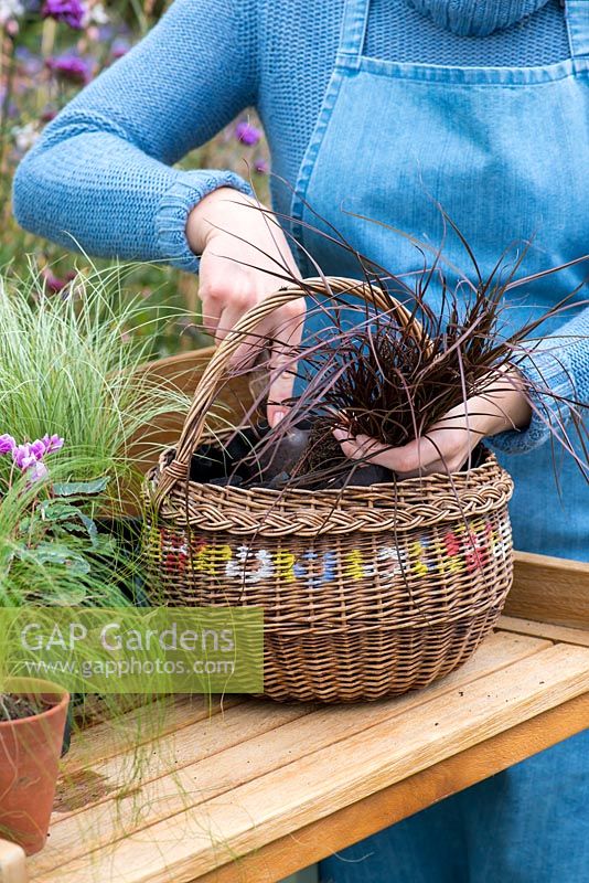 Planting an early autumn hanging basket. Plant the basket, starting with small and trailing plants near the edge and with the tallest in the centre.