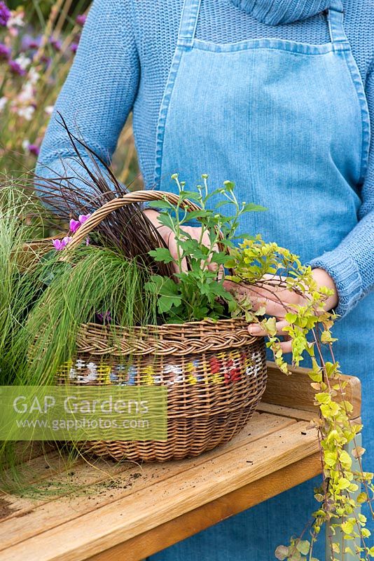Planting an early autumn hanging basket. Plant the basket, starting with small and trailing plants near the edge and place the tallest in the centre.