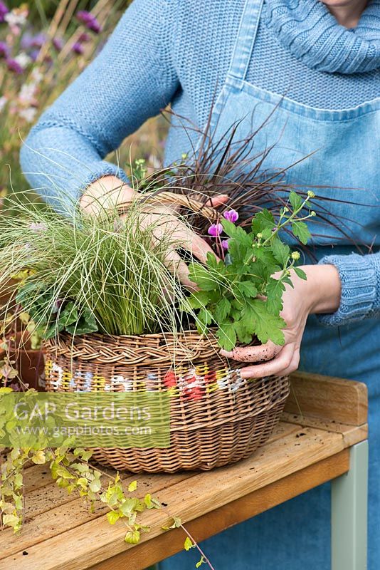 Planting an early autumn hanging basket. Plant the basket, starting with small and trailing plants near the edge and place the tallest in the centre.