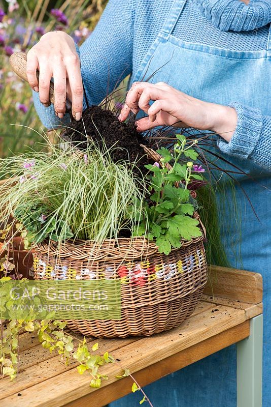 Planting an early autumn hanging basket. Fill in any gaps with additional compost.