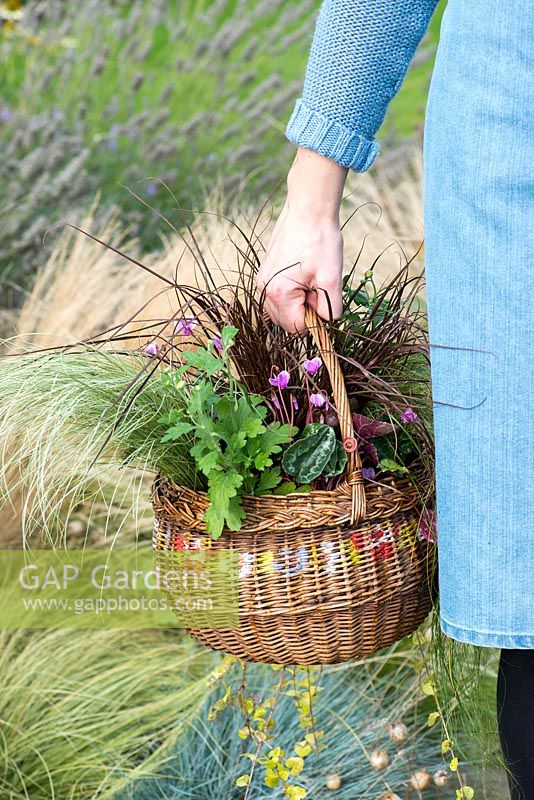 Planting an early autumn hanging basket. Chrysanthemum Garden Yahoo Purple, Cyclamen hederifolium, red hook sedge - Uncinia rubra, frosted sedge grass - Carex 'Frosted Curls', Mexican feather grass - Stipa tenuissima 'Pony Tails' and trailing Indian mint - Saturega douglasii.
