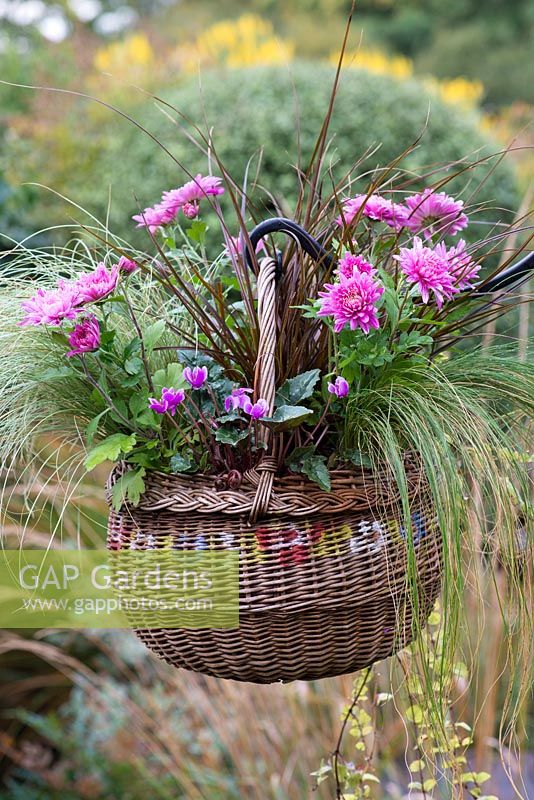 A wicker basket planted with pot mums Chrysanthemum 'Yahoo Purple', Cyclamen hederifolium, red hook sedge Uncinia rubra, frosted sedge grass Carex 'Frosted Curls', Mexican feather grass Stipa tenuissima 'Pony Tails' and trailing Indian mint Saturega douglasii