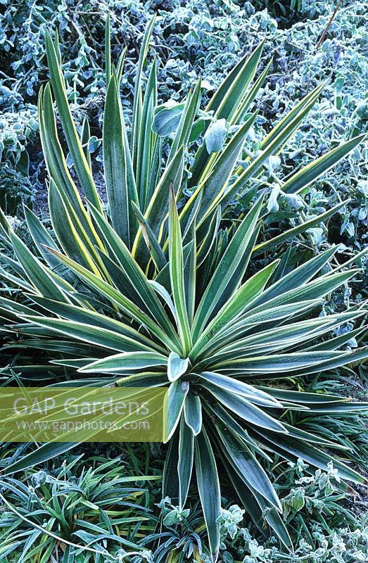 Yucca - Variegated form in the frost