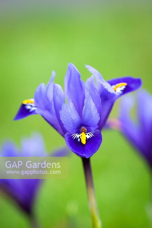 Iris reticulata 'Rhapsody'