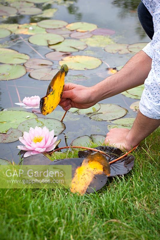 Removing dead leaves from a waterlily