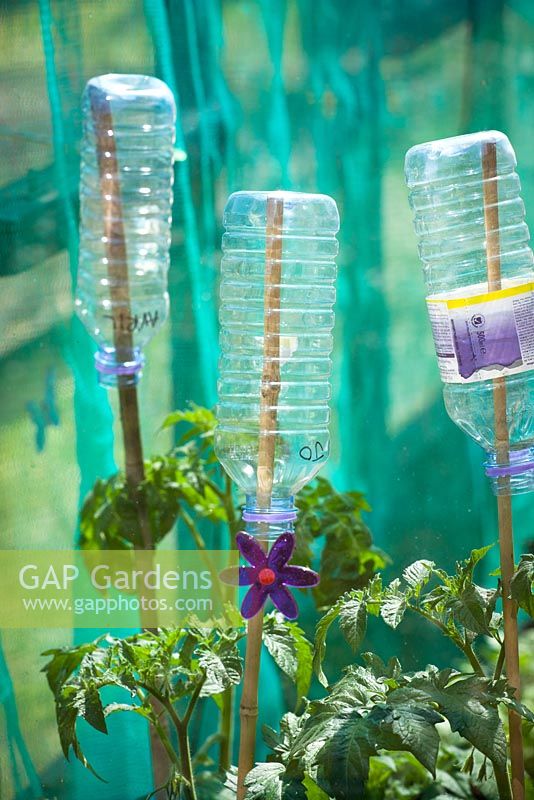 Plastic bottles used as eye protectors on canes supporting tomato plants in a greenhouse