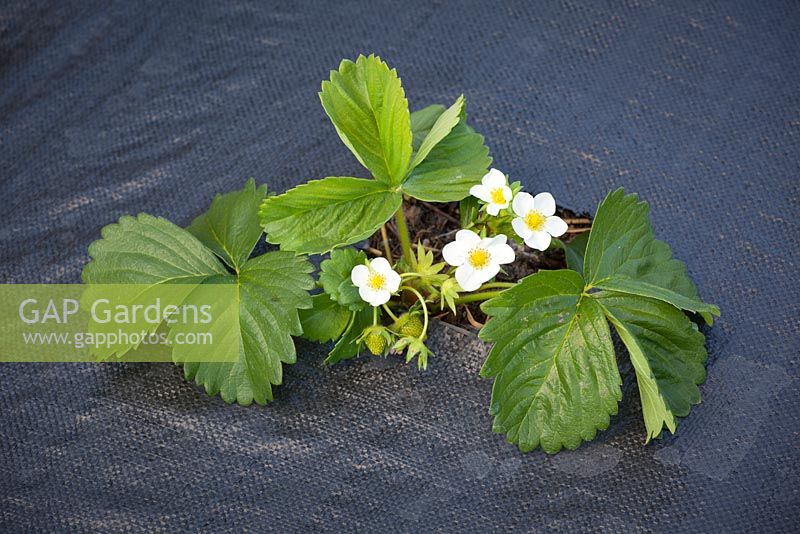 Strawberries planted through plastic membrane used to protect plants from slugs and snails and reduce weeds