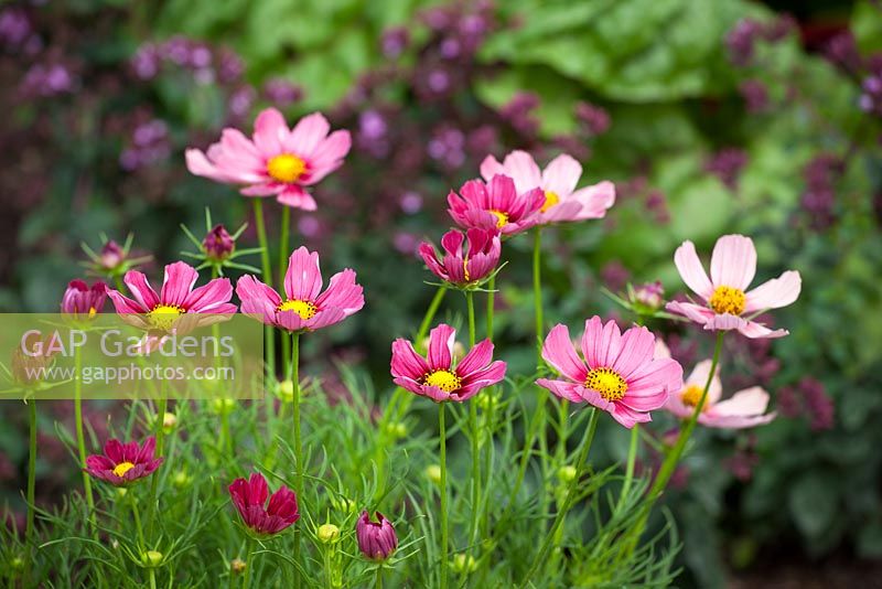 Cosmos bipinnatus 'Antiquity' growing in front of ruby chard in a vegetable garden