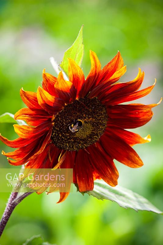 Helianthus annuus 'Claret' - Bee on Sunflower 