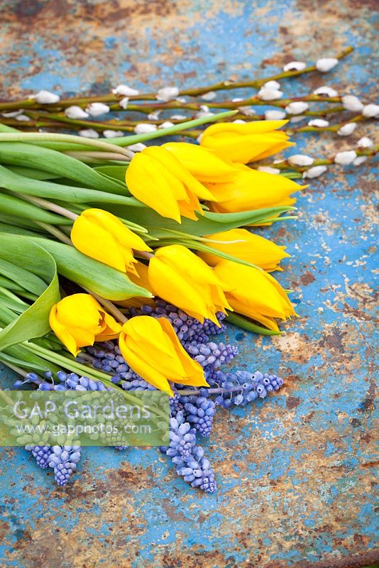 Cut spring flowers - tulips and grape hyacinths - ready to make into an arrangement. Distressed blue background