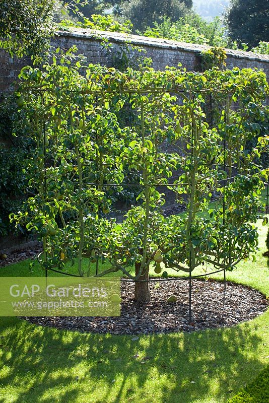 Espaliered Pear 'Concorde' trained on a metal structure in the orchard at West Dean Gardens, West Sussex. Pyrus communis
