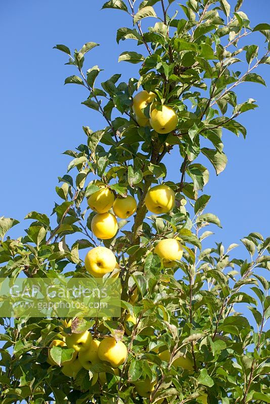 Malus domestica. Yellow apples against a blue sky