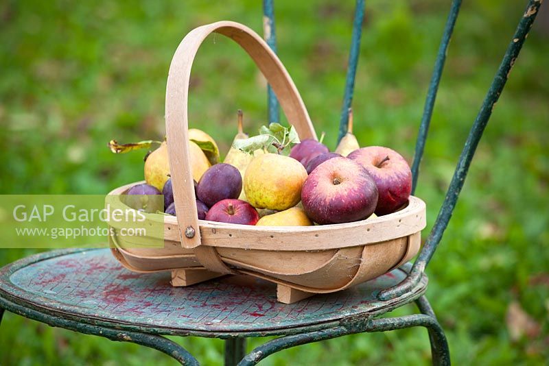 Apple, pears and plums collected in a wooden trug