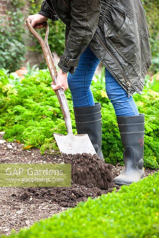 Digging over ground in a vegetable garden with a spade