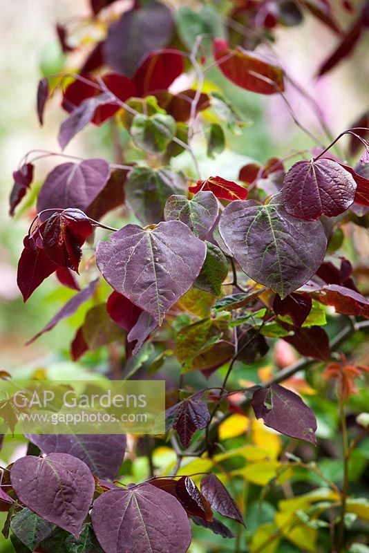 Cercis canadensis 'Forest Pansy' - Redbud