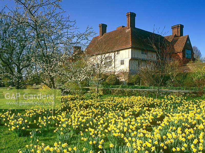 Looking towards the house at Great Dixter in Spring. Daffodils and blossom in the orchard meadow