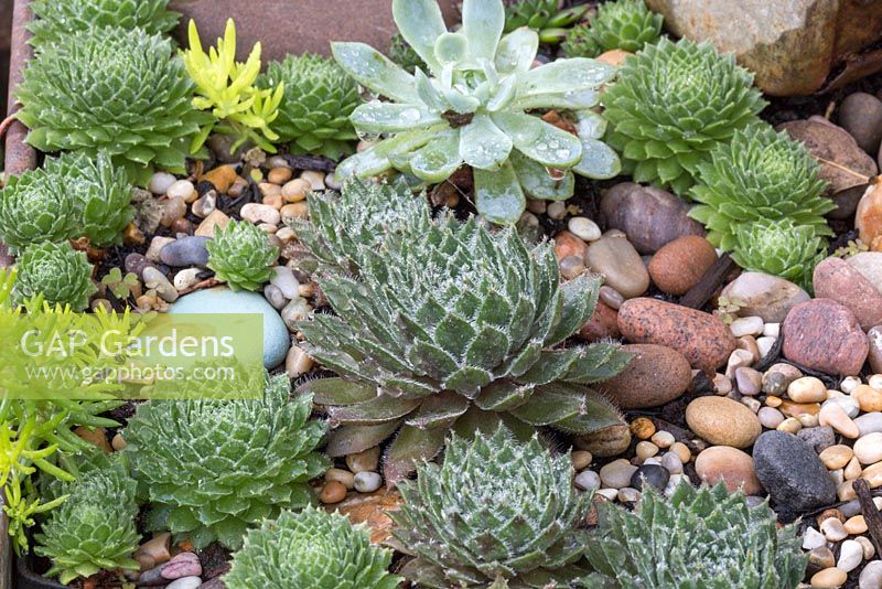 A variety of Succulents planted in metal container, with decorative stones and gravel mulch