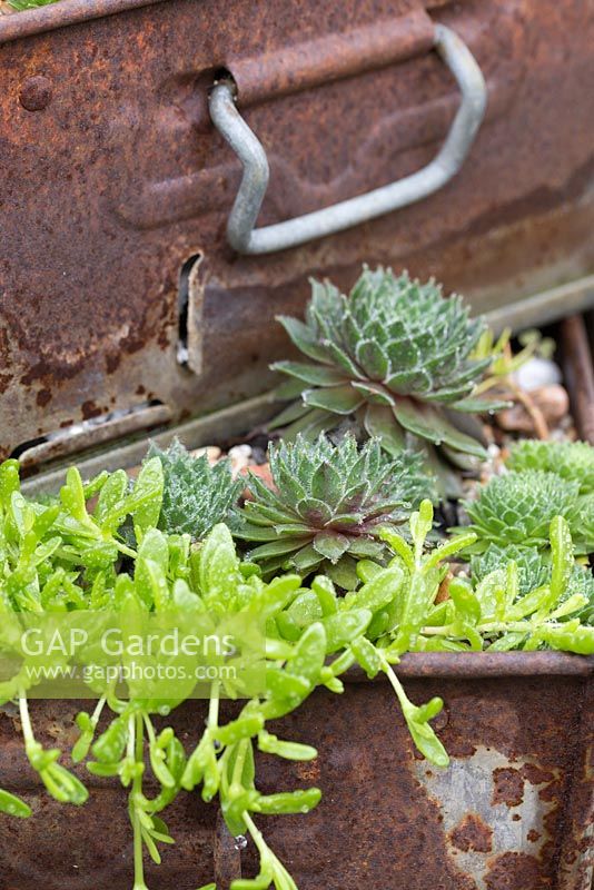 Trailing Succulents planted at the edge of the metal container