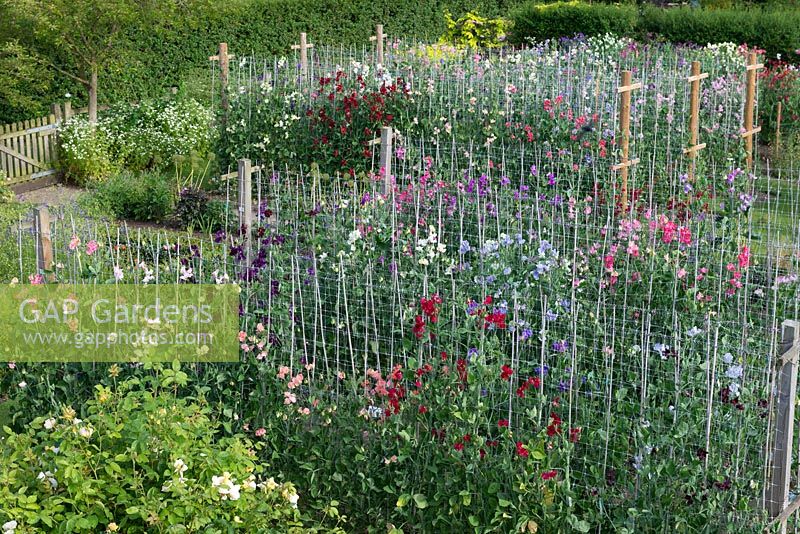 Overview of heritage and modern sweet peas trained up canes and netting, at Easton Walled Gardens.