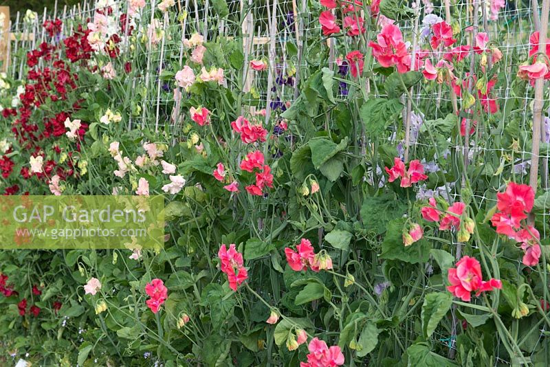 Lathyrus odoratus - Spencer strain sweet peas trained up canes and plastic netting.
