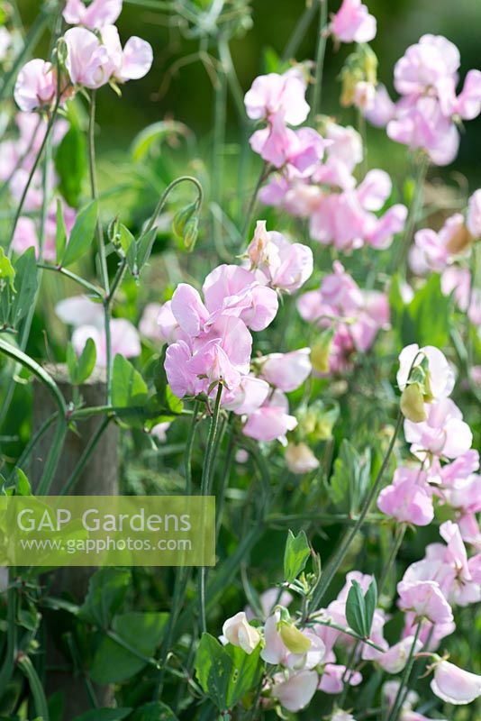 Lathyrus odoratus 'Prima Donna', a heritage sweet pea introduced in 1896, climbing annual flowering from June