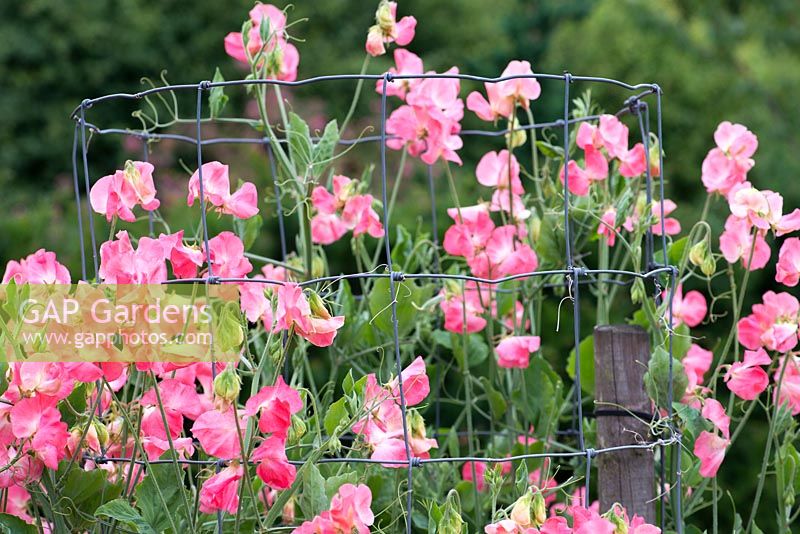 Lathyrus odoratus 'Watermelon', trained within a wire column, sweet pea, a climbing annual flowering from June
