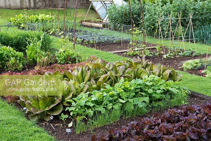 In raised beds in kitchen garden, rows of lettuce, salad onions, radishes, spinach and carrots.