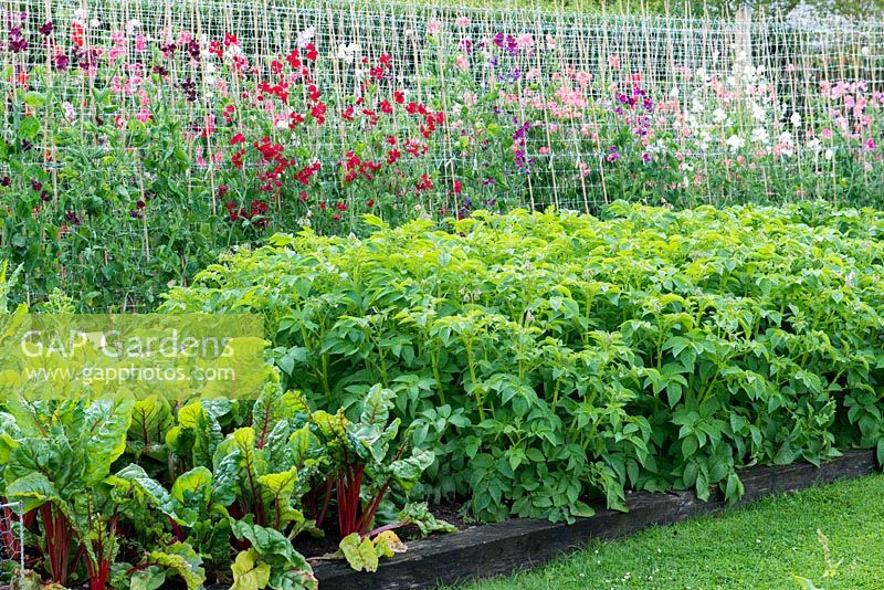 Raised bed of potatoes and ruby chard. Behind, rows of sweet peas.