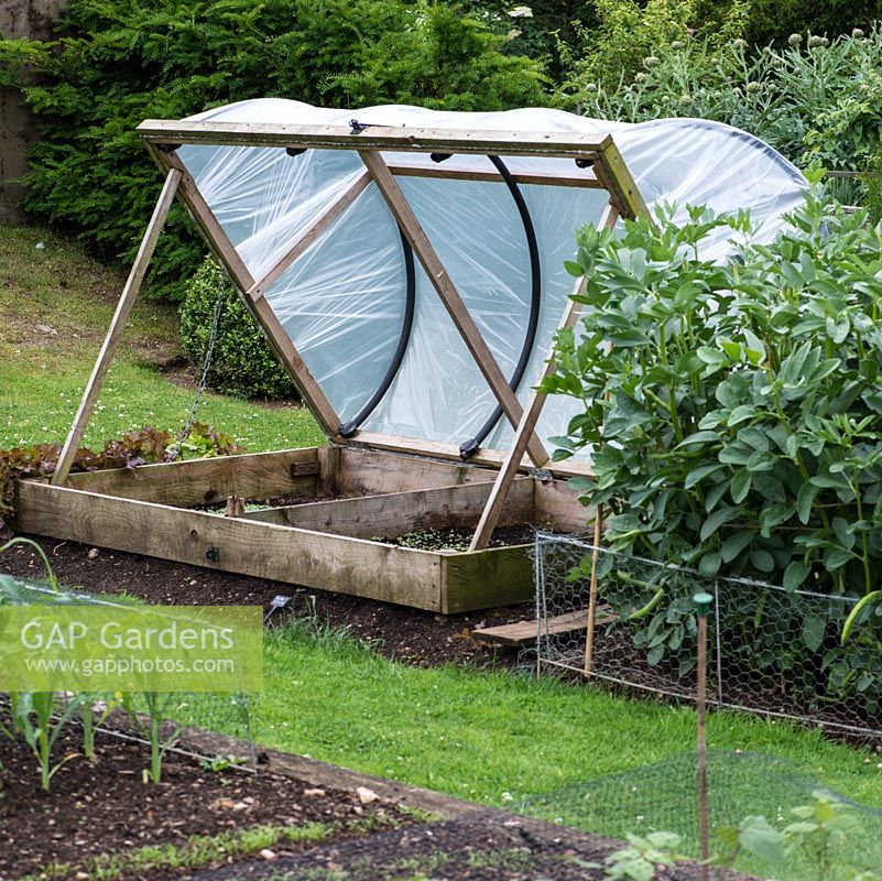 A homemade cold frame, beside broad beans netted against rabbits