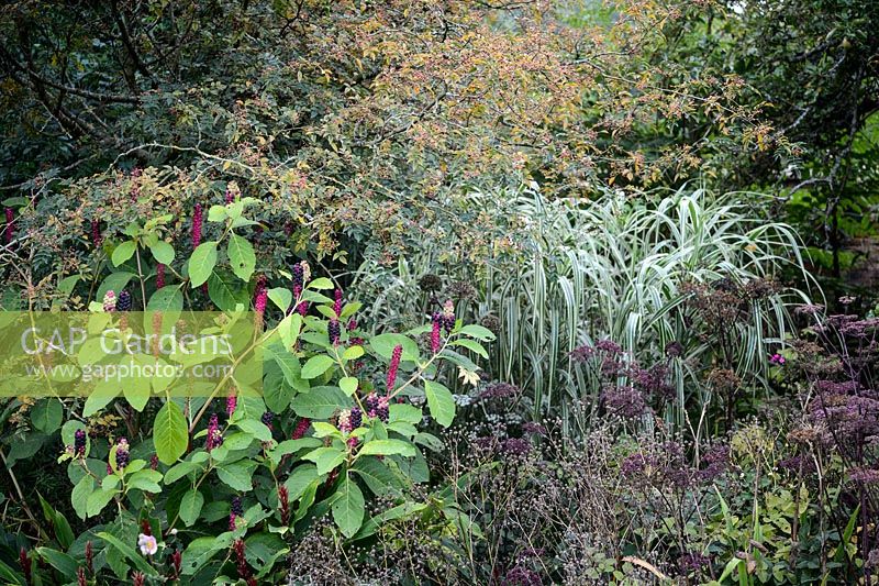 Border with Phytolacca and Zanthoxylum simulans - Szechuan or Sichuan Pepper
